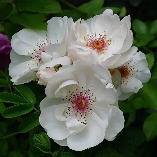 Trandafiri Floribunda - Trandafiri - Jacqueline du Pré™ - 